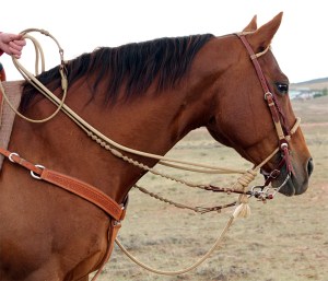 Two-Rein-on-Petunia-799-x-687-IMG_52184