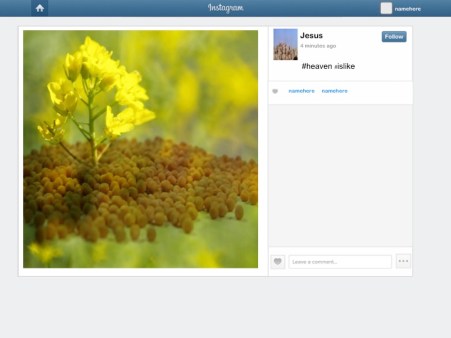 ‘The kingdom of heaven is like a mustard seed that someone took and sowed in his field; it is the smallest of all the seeds, but when it has grown it is the greatest of shrubs and becomes a tree, so that the birds of the air come and make nests in its branches.’