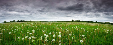 field-dandelions-panoramic-view-to-white-57739906